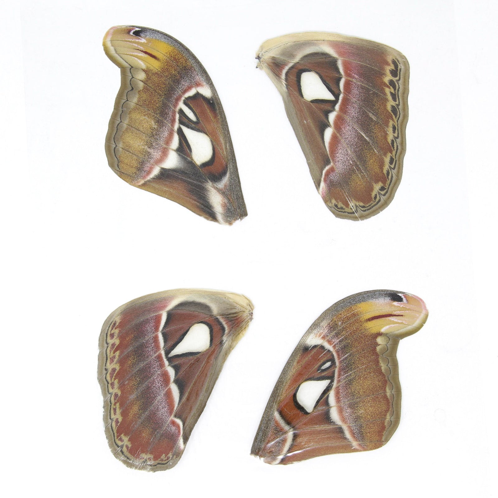 100 Sheets of Laminated Atlas Moths Wings (Attacus atlas) 100 Moths Bulk Wholesale