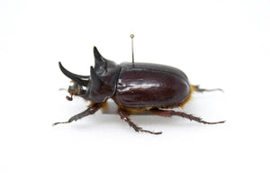 Strategus validus, A1 Real Beetle Specimen, Entomology Taxidermy #OC02