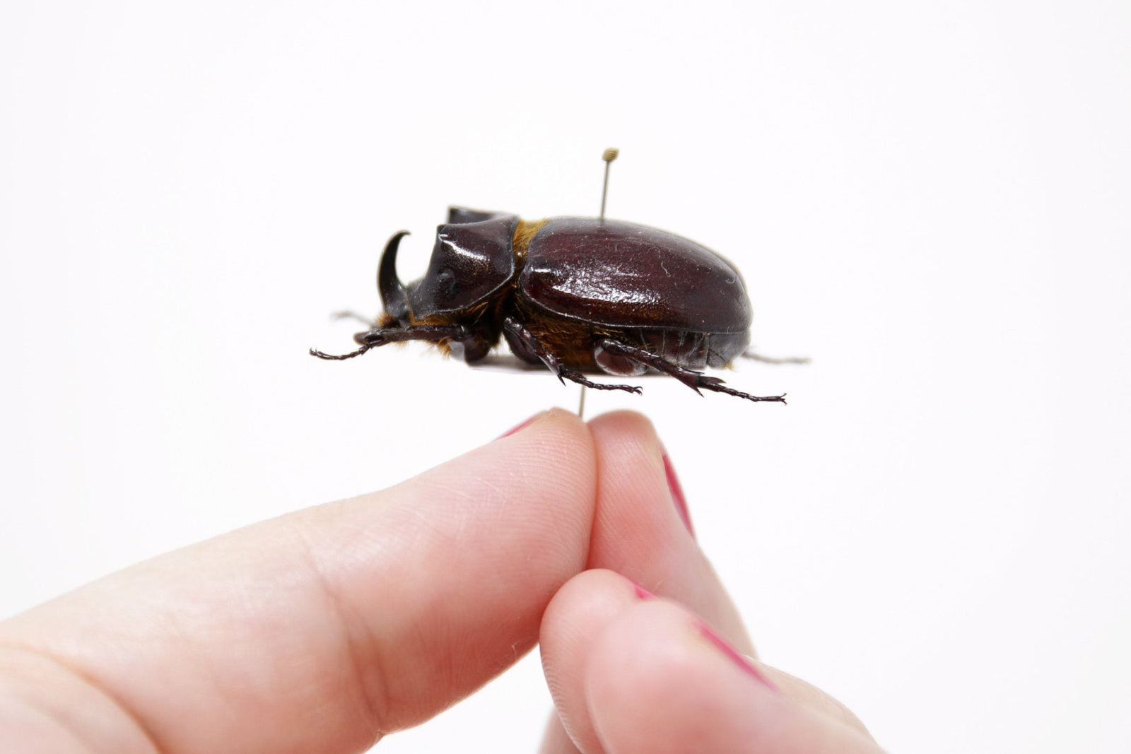 Blabephorus pinguis, A1 Real Beetle Specimen, Entomology Taxidermy #OC04