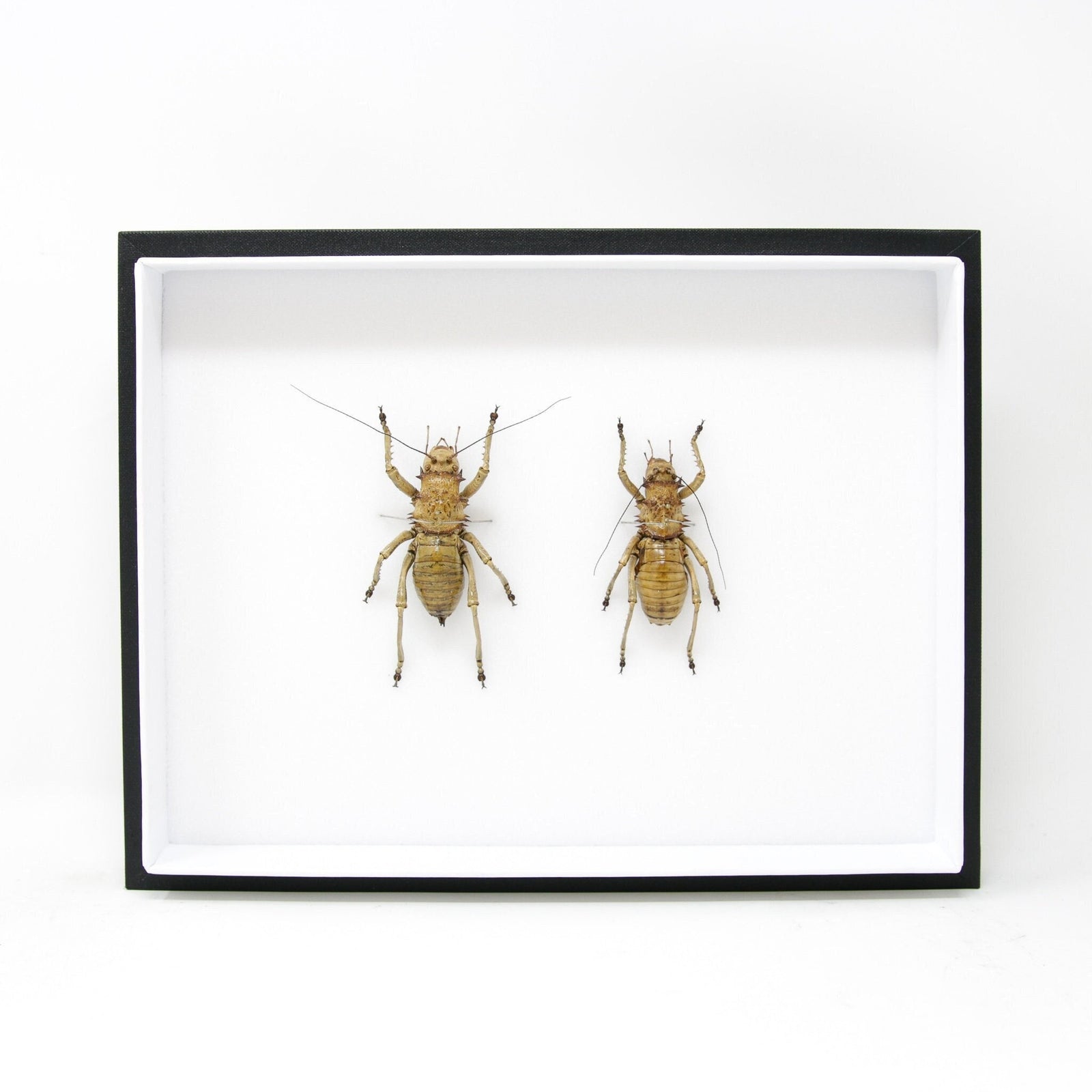 Very Fine Quality Pinned Insect Collection with Scientific Data | A1 Grasshopper Specimens in a Museum Entomology Box Frame | 12x9x2 inch