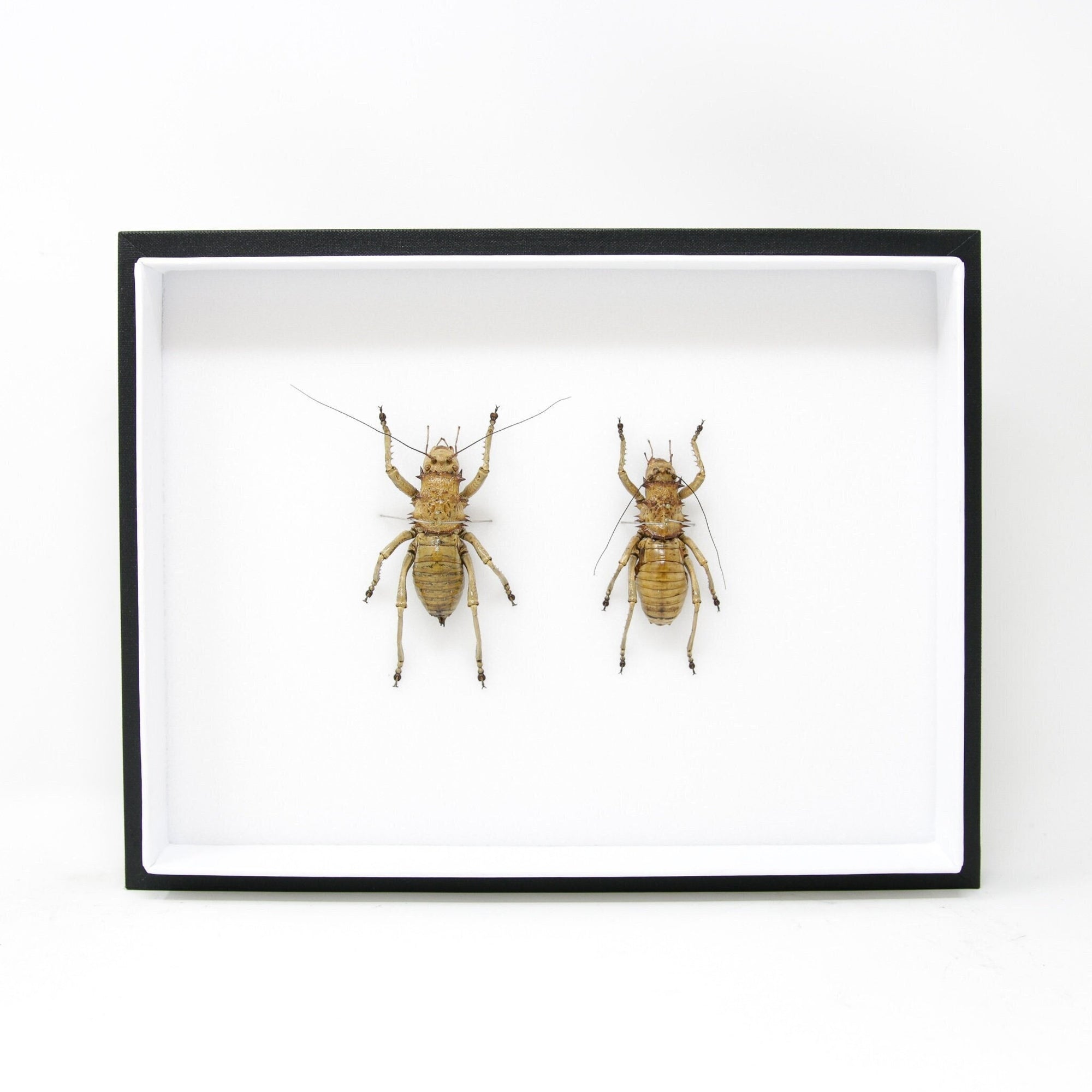 Very Fine Quality Pinned Insect Collection with Scientific Data | A1 G ...
