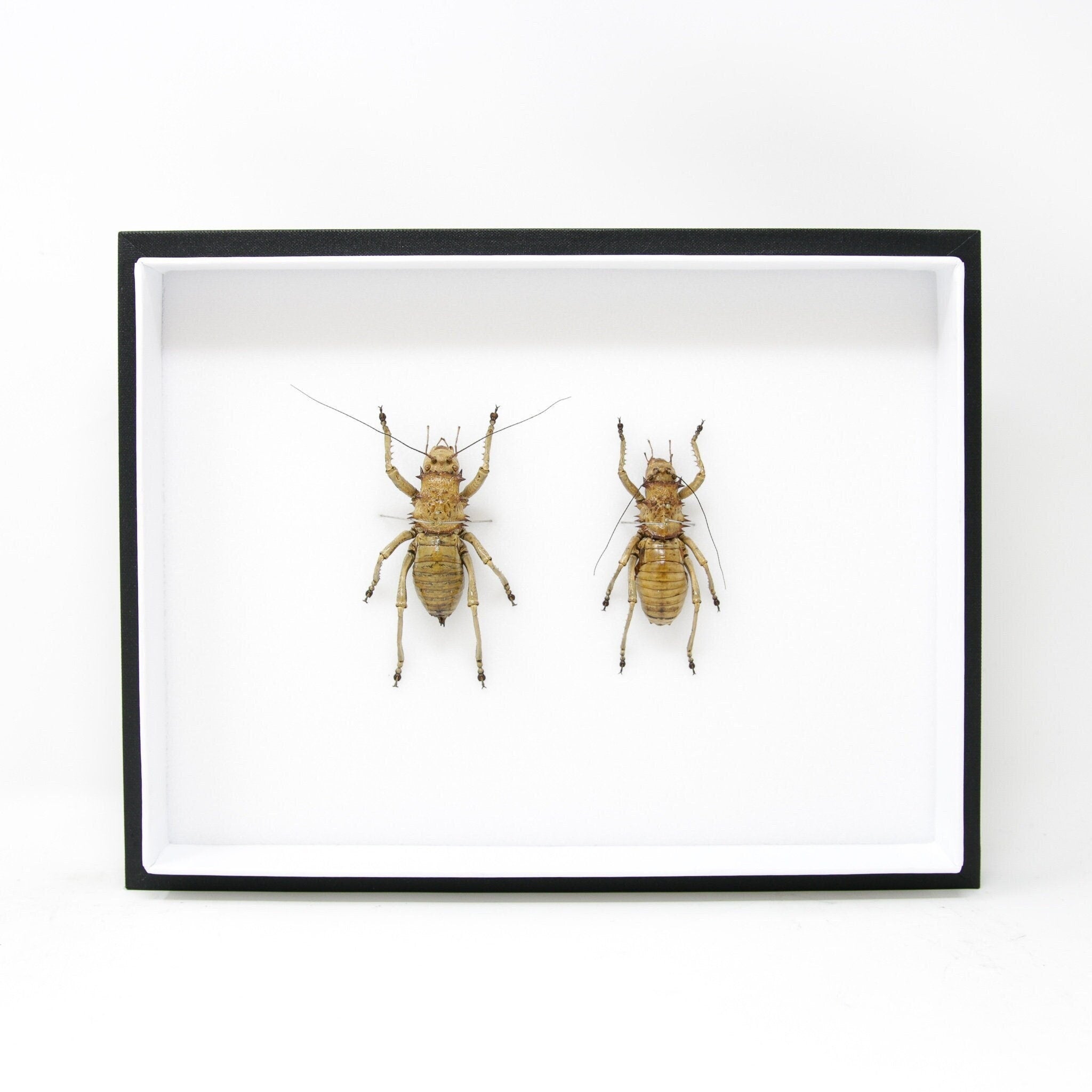 Very Fine Quality Pinned Insect Collection with Scientific Data | A1 G ...
