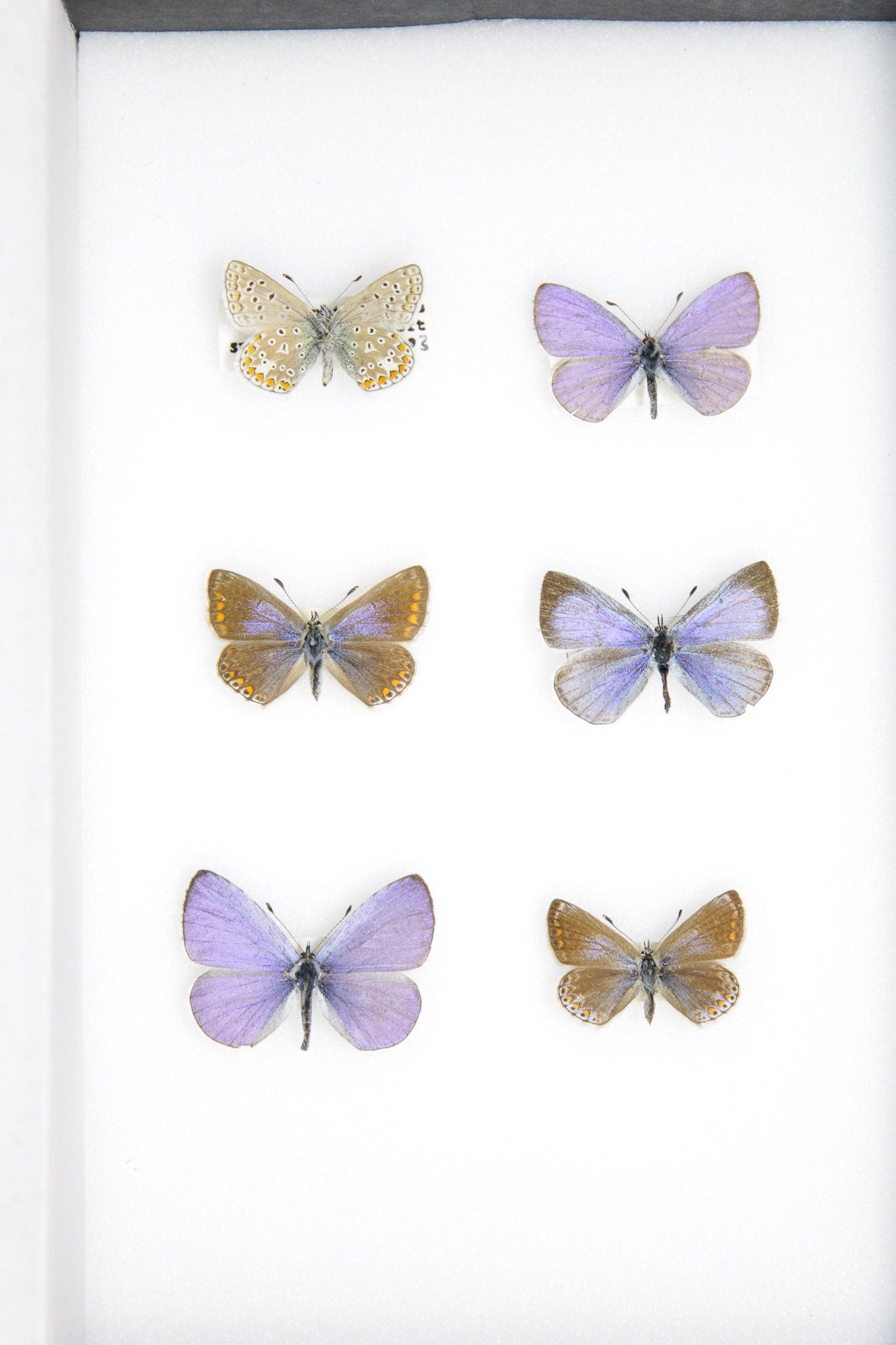 A Collection of Palearctic Blue Butterflies with Scientific Collection Data, A1 Quality, Entomology, Real Lepidoptera Specimens #SE06