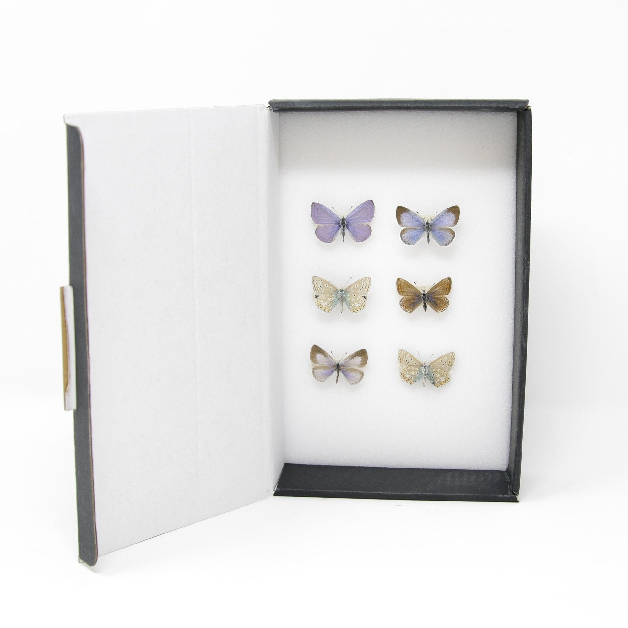 A Collection of Palearctic Blue Butterflies with Scientific Collection Data, A1 Quality, Entomology, Real Lepidoptera Specimens #SE08
