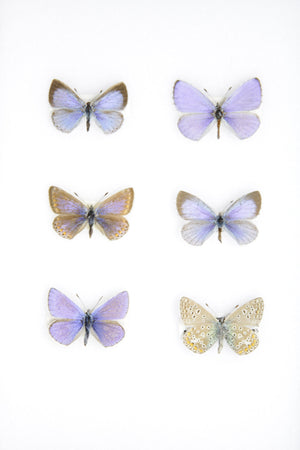 A Collection of Palearctic Blue Butterflies (Various species) A1 Quality SET SPECIMENS, Lepidoptera Entomology Box #SE09
