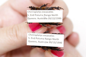 PAIR Cheiroplatys excavates, A1 Real Beetle Specimen, Entomology Taxidermy #OC06