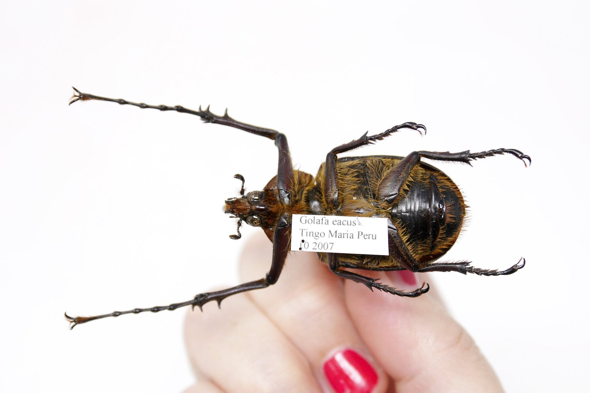 Golofa eacus 48.3mm, A1 Real Beetle Specimen, Entomology Taxidermy #OC07