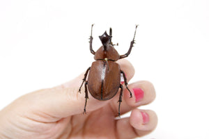 Golofa pizarro 49.2mm, A1 Real Beetle Specimen, Entomology Taxidermy #OC07