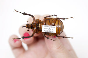 Golofa pizarro 49.8, A1- Real Beetle Specimen, Entomology Taxidermy #OC09