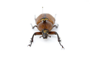 Golofa pizarro 49.8, A1- Real Beetle Specimen, Entomology Taxidermy #OC09