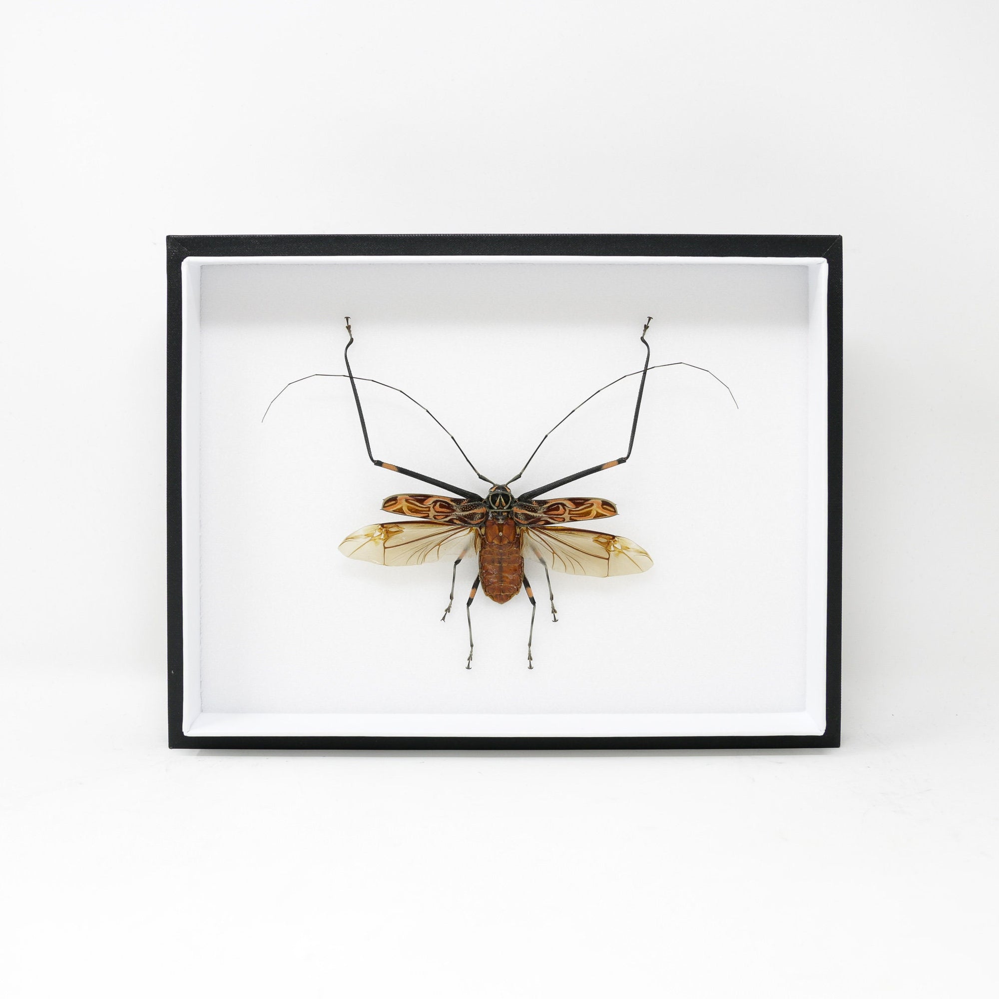 Harlequin Beetle (Acrocinus longimanus) Pinned Insect Collection with Scientific Data | Museum Entomology Box Frame | 12x9x2 inch