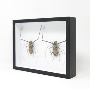 Harlequin Beetle (Acrocinus longimanus) Pinned Insect Collection with Scientific Data | Museum Entomology Box Frame | 12x9x2 inch