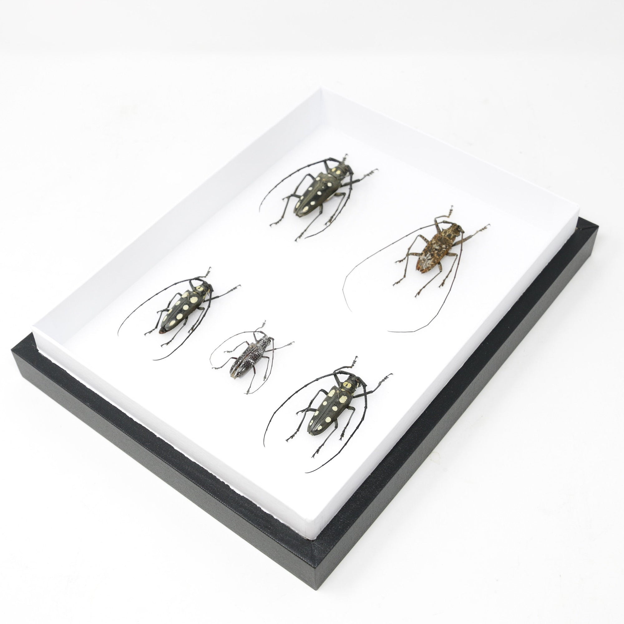 Long-Horn Beetles Pinned Insect Collection with Scientific Data | Mounted Beetle Specimens in a Museum Entomology Box Frame | 12x9x2 inch