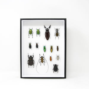 Various Beetles Pinned Insect Collection with Scientific Data | A1 Mounted Beetle Specimens in a Museum Entomology Box Frame | 12x9x2 inch