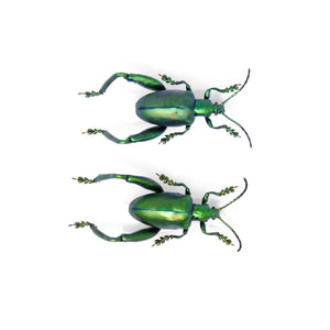 2 Sagra femoralis, A1 Real Beetle Set Specimen, Entomology Taxidermy #OC11