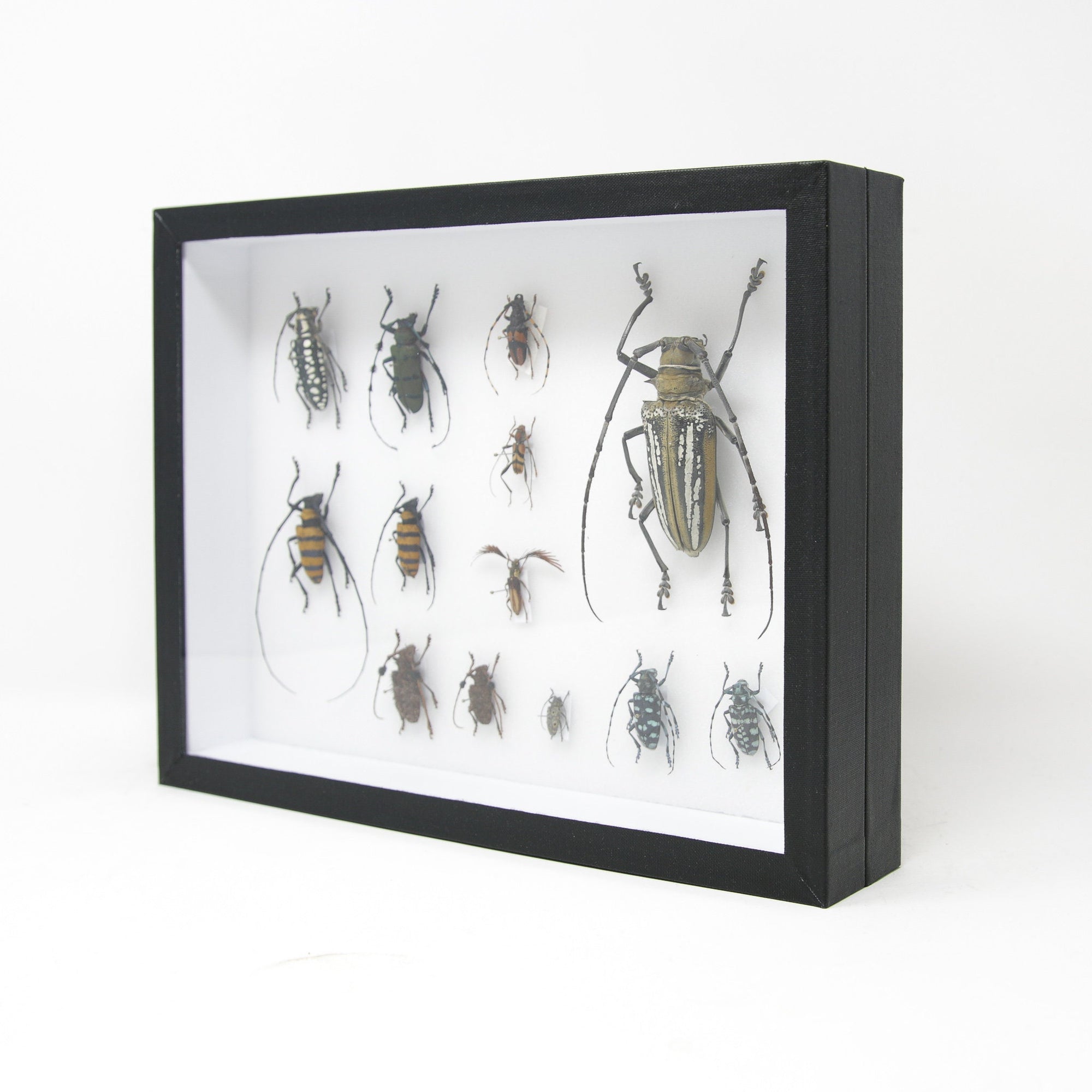 Very Fine Quality Pinned Insect Collection with Scientific Data | A1 M ...
