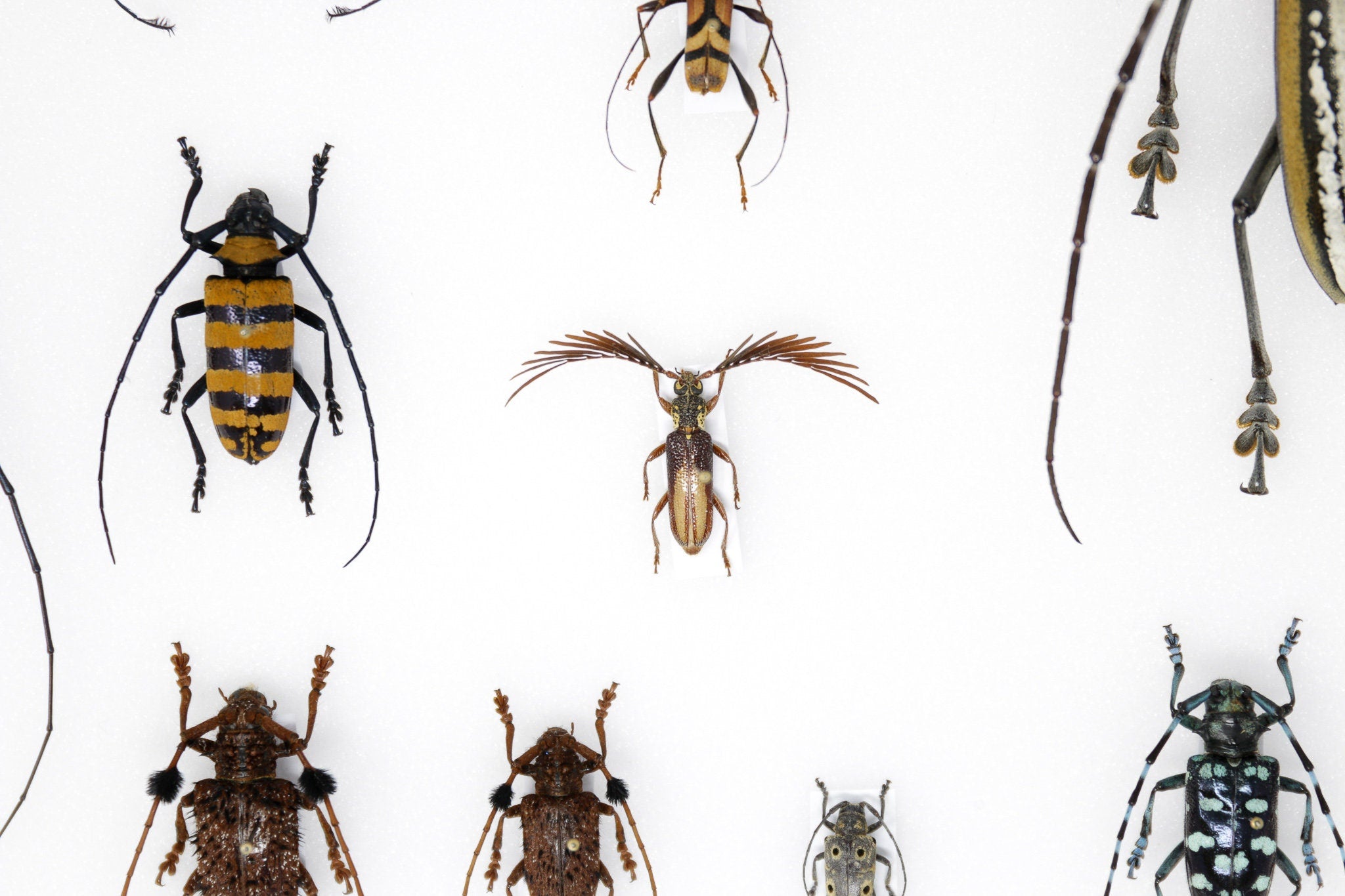 Very Fine Quality Pinned Insect Collection with Scientific Data | A1 M ...