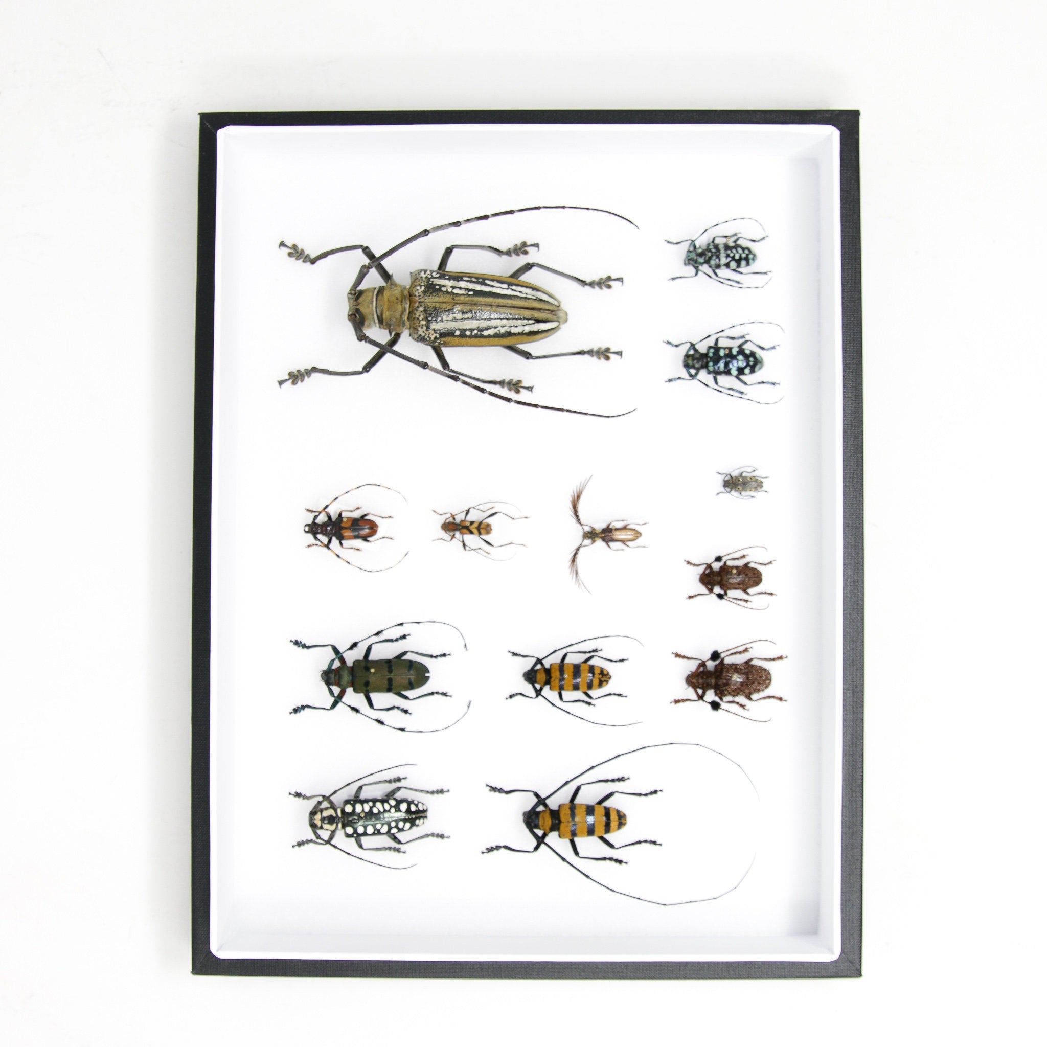 Very Fine Quality Pinned Insect Collection with Scientific Data | A1 M ...