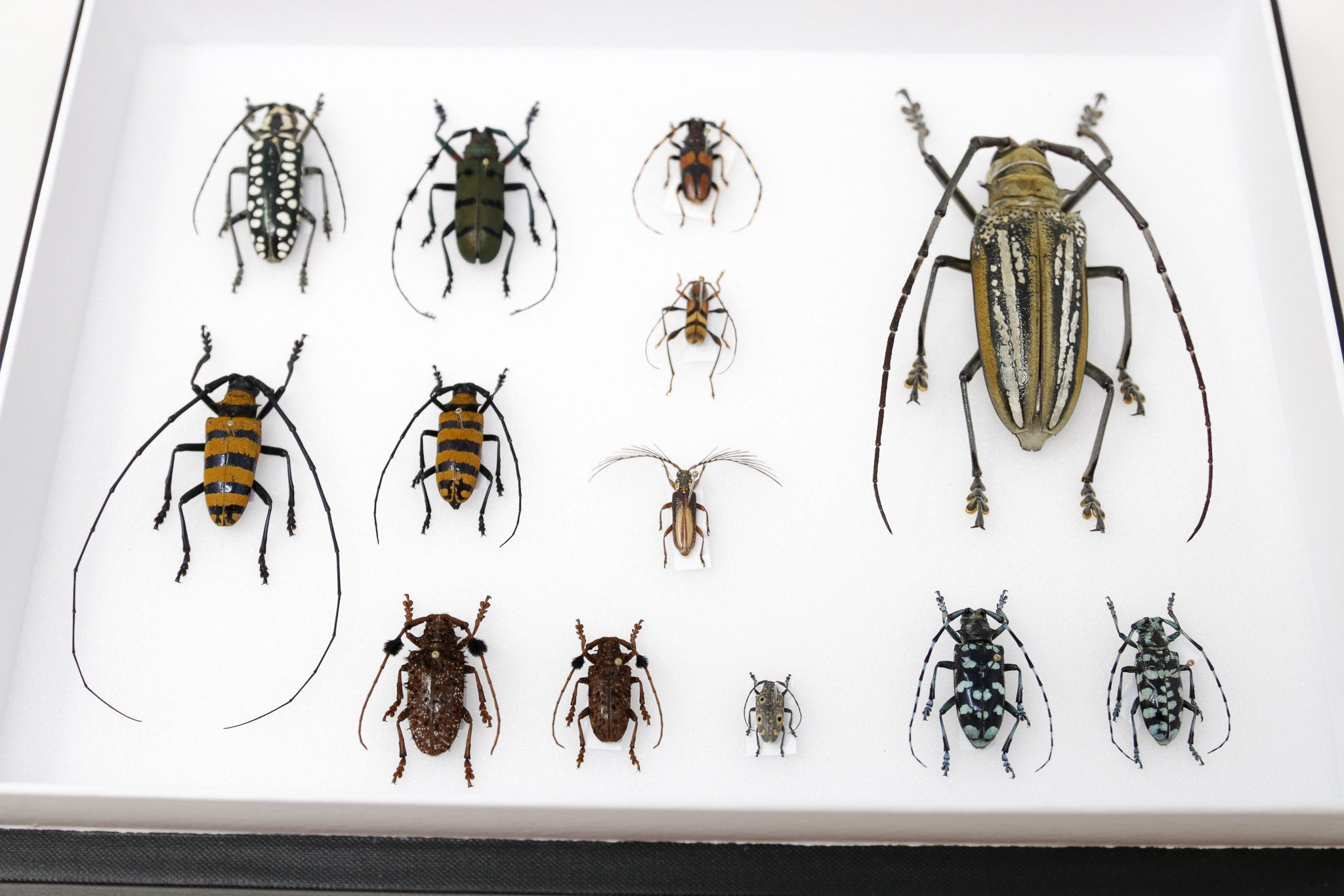 Very Fine Quality Pinned Insect Collection with Scientific Data | A1 M ...