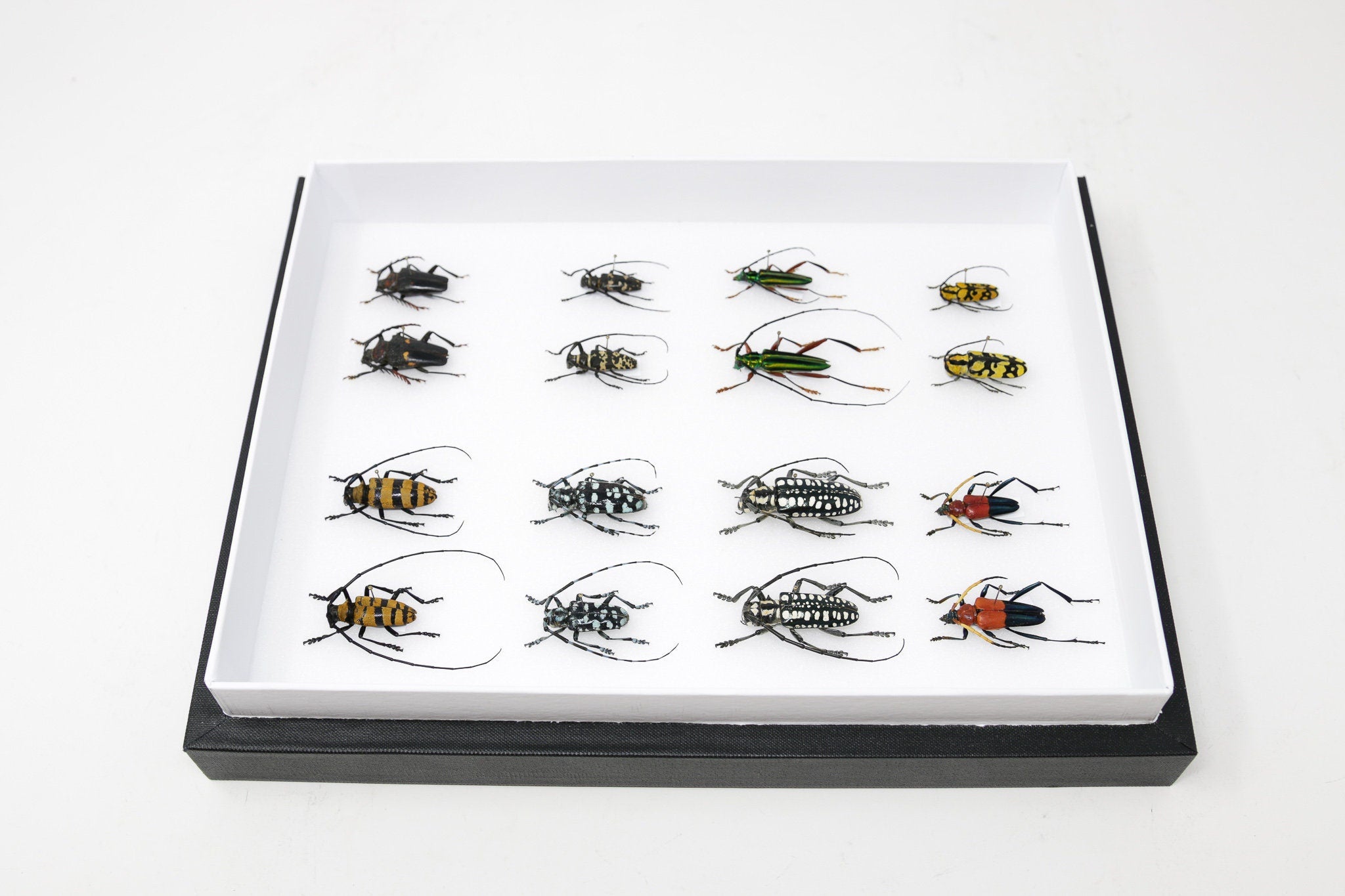 Very Fine Quality Pinned Insect Collection with Scientific Data | A1 M ...