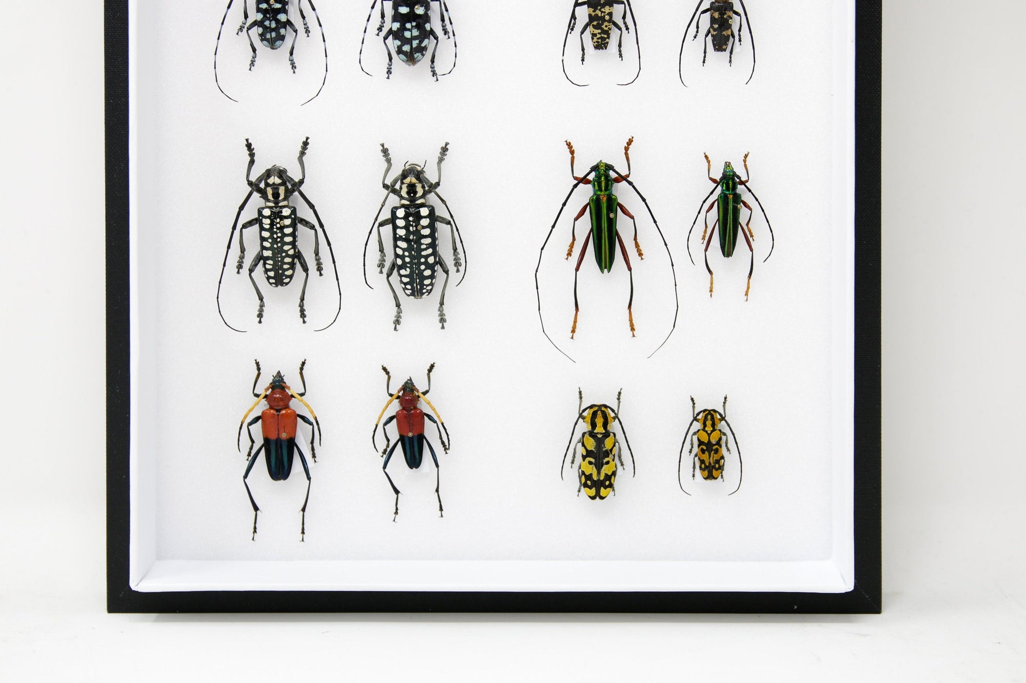 Insect Feild Collection Very Fine Quality Pinned Insect Collection with Scientific Data | A1 M ...