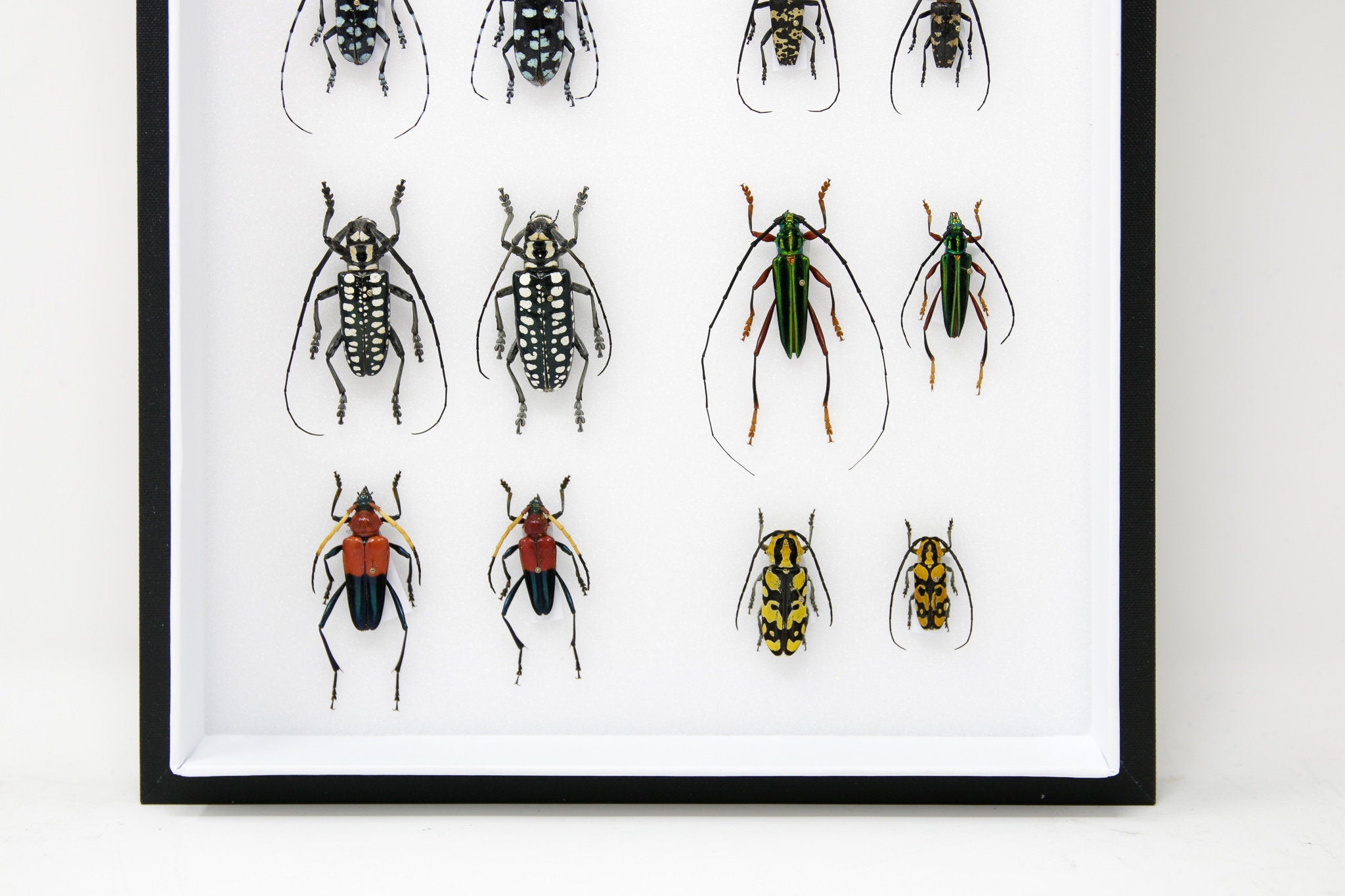 Very Fine Quality Pinned Insect Collection with Scientific Data | A1 M ...