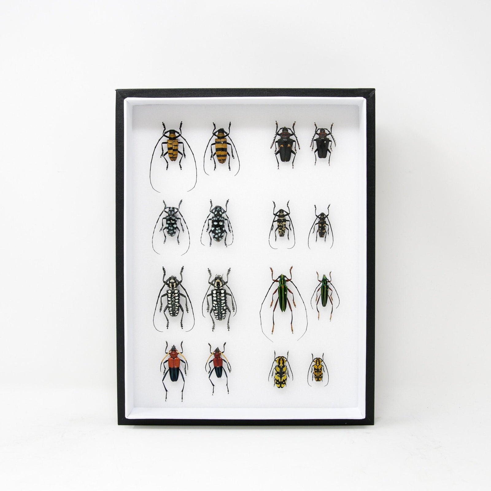 Very Fine Quality Pinned Insect Collection with Scientific Data | A1 Mounted Beetle Specimens in a Museum Entomology Box Frame | 12x9x2 inch
