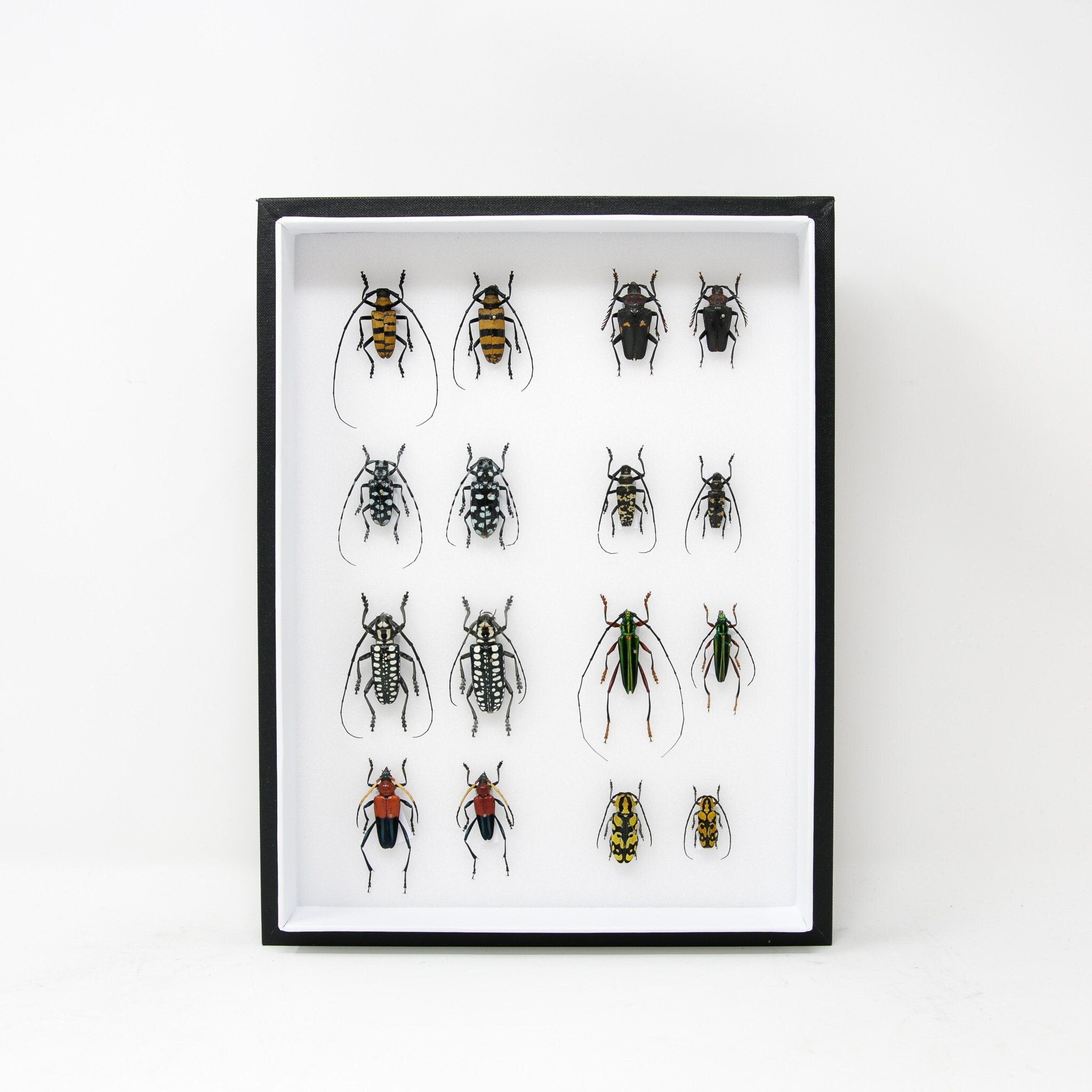 Very Fine Quality Pinned Insect Collection with Scientific Data | A1 M ...