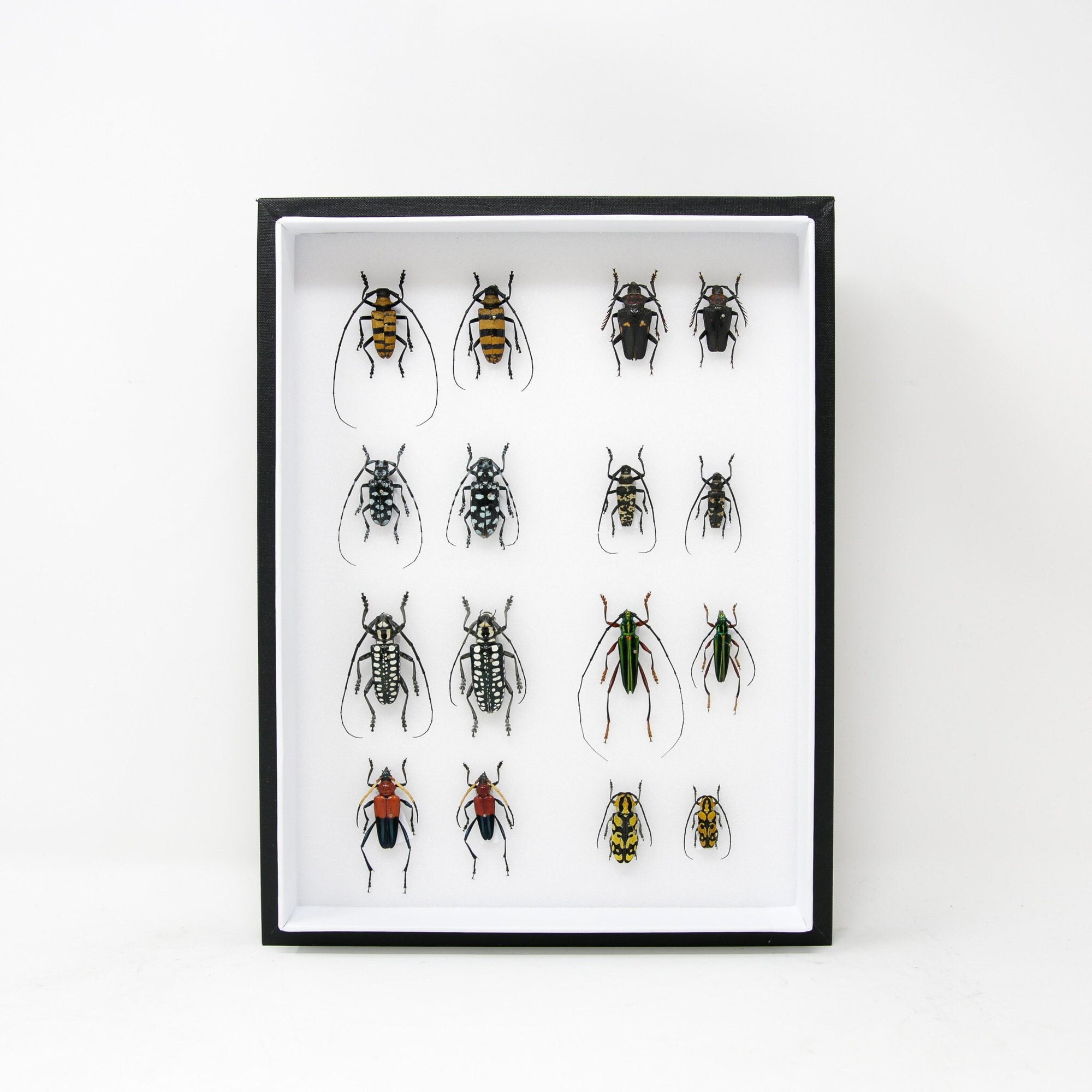 16 Excellent Pinned Insects, Collection with Data Labels, A1 Mounted Beetle Specimens in a Museum Entomology Box Frame 12x9x2 inch