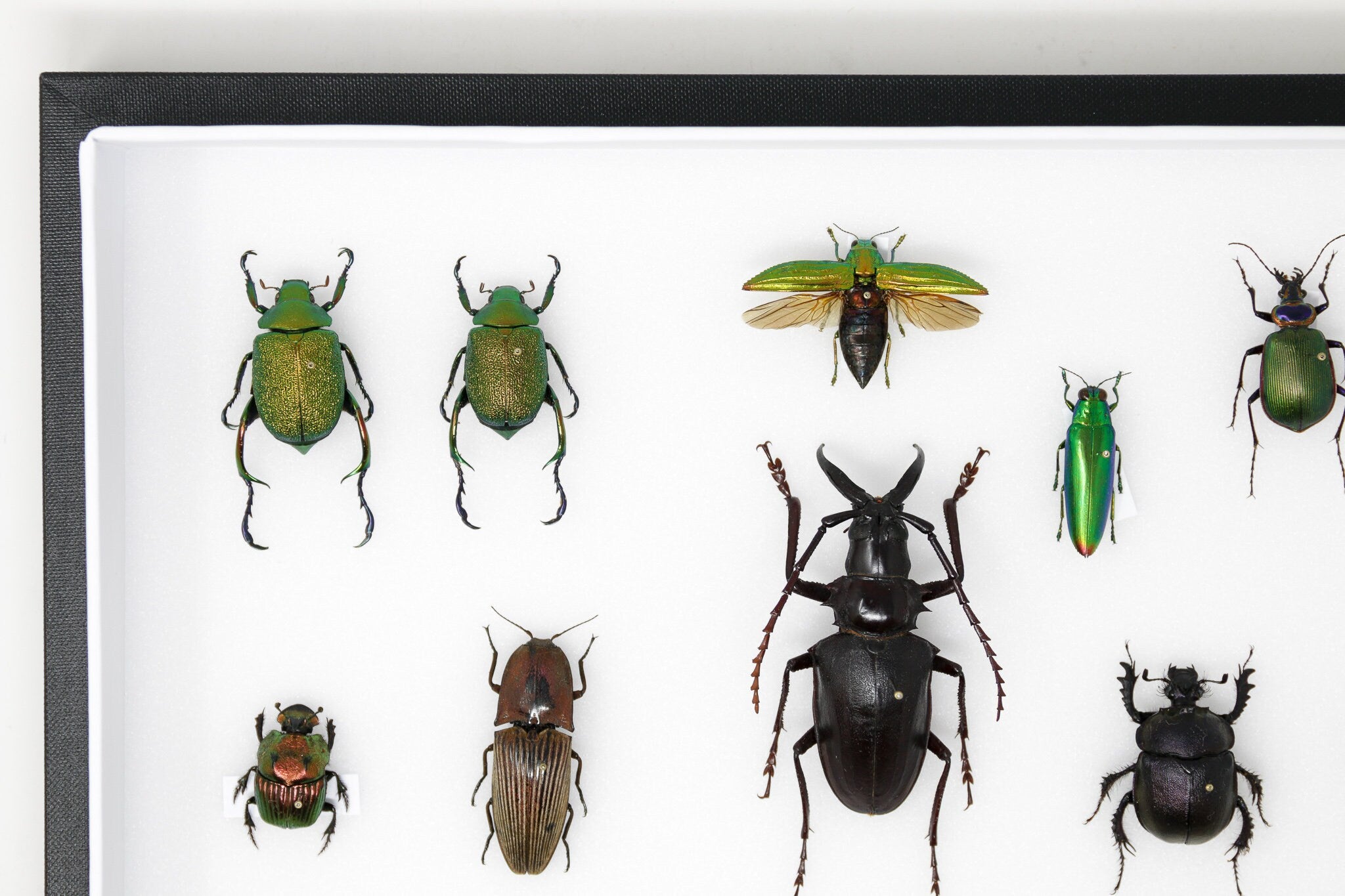 Very Fine Quality Pinned Insect Collection with Scientific Data | A1 M ...