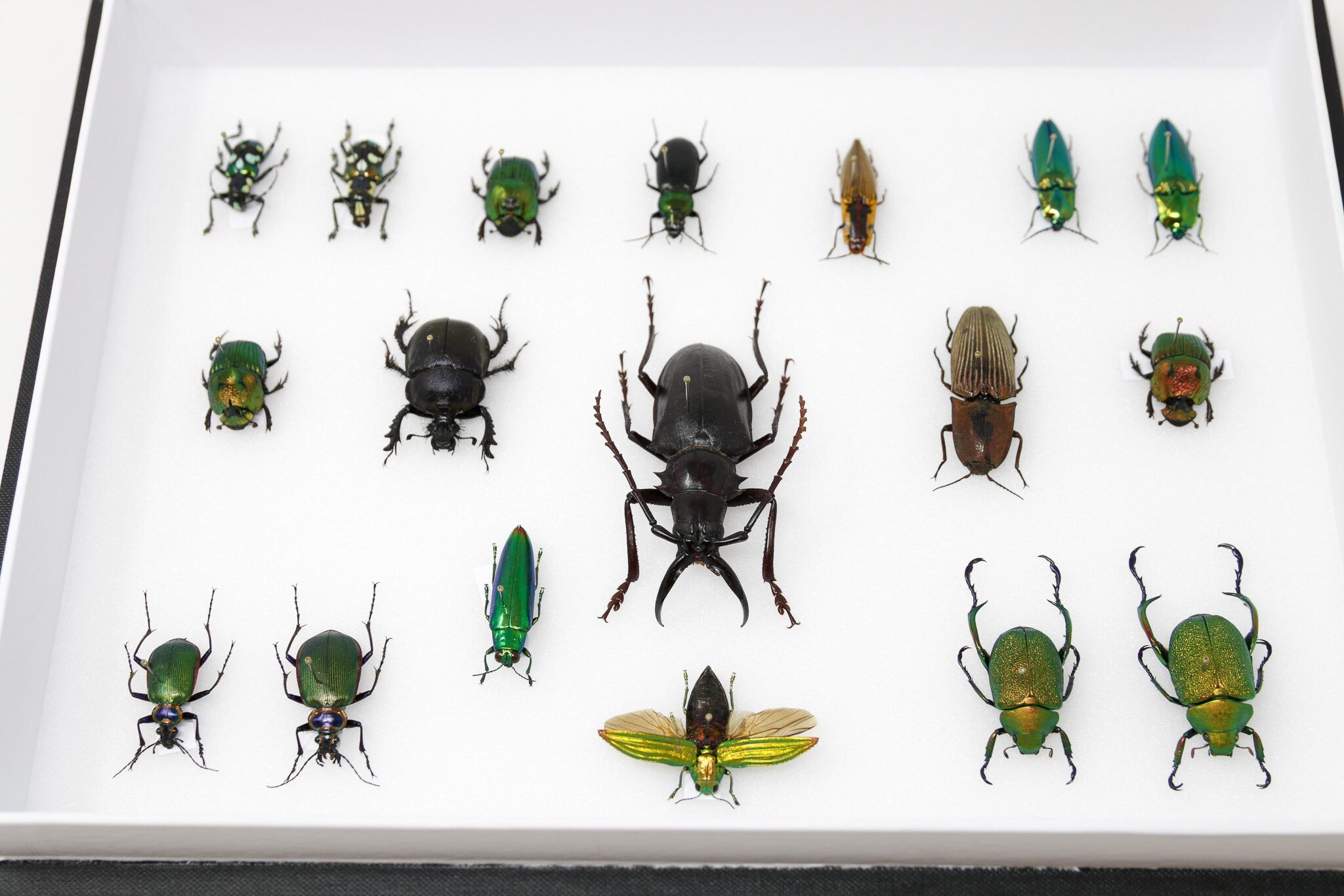 Very Fine Quality Pinned Insect Collection with Scientific Data | A1 M ...