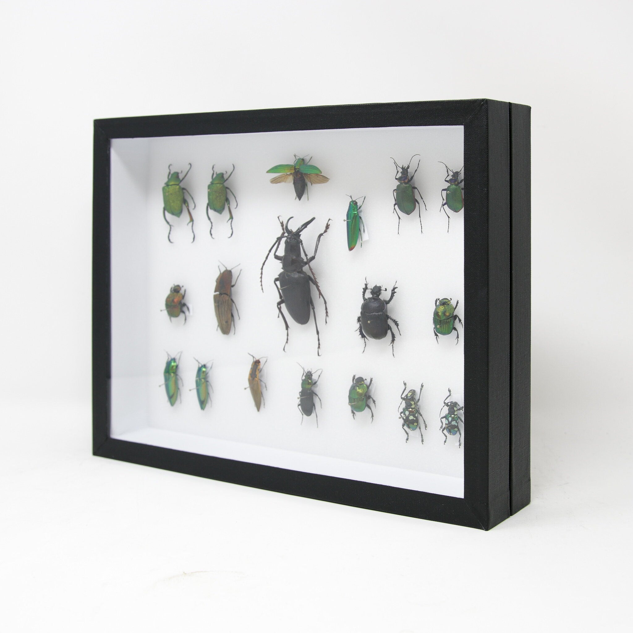 Very Fine Quality Pinned Insect Collection with Scientific Data | A1 M ...