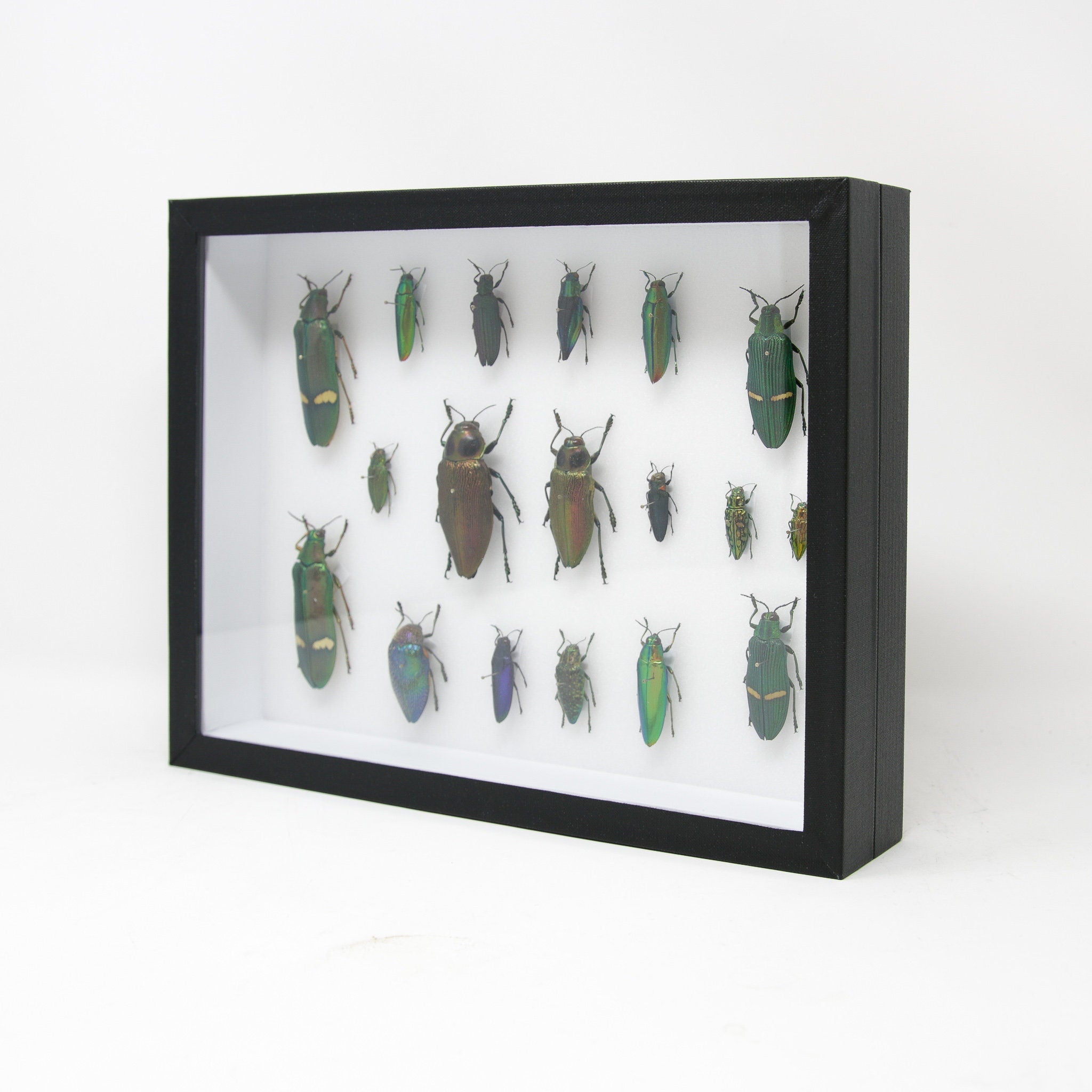 Mounted Insects Collection Very Fine Quality Pinned Insect Collection with Scientific Data | A1 M ...