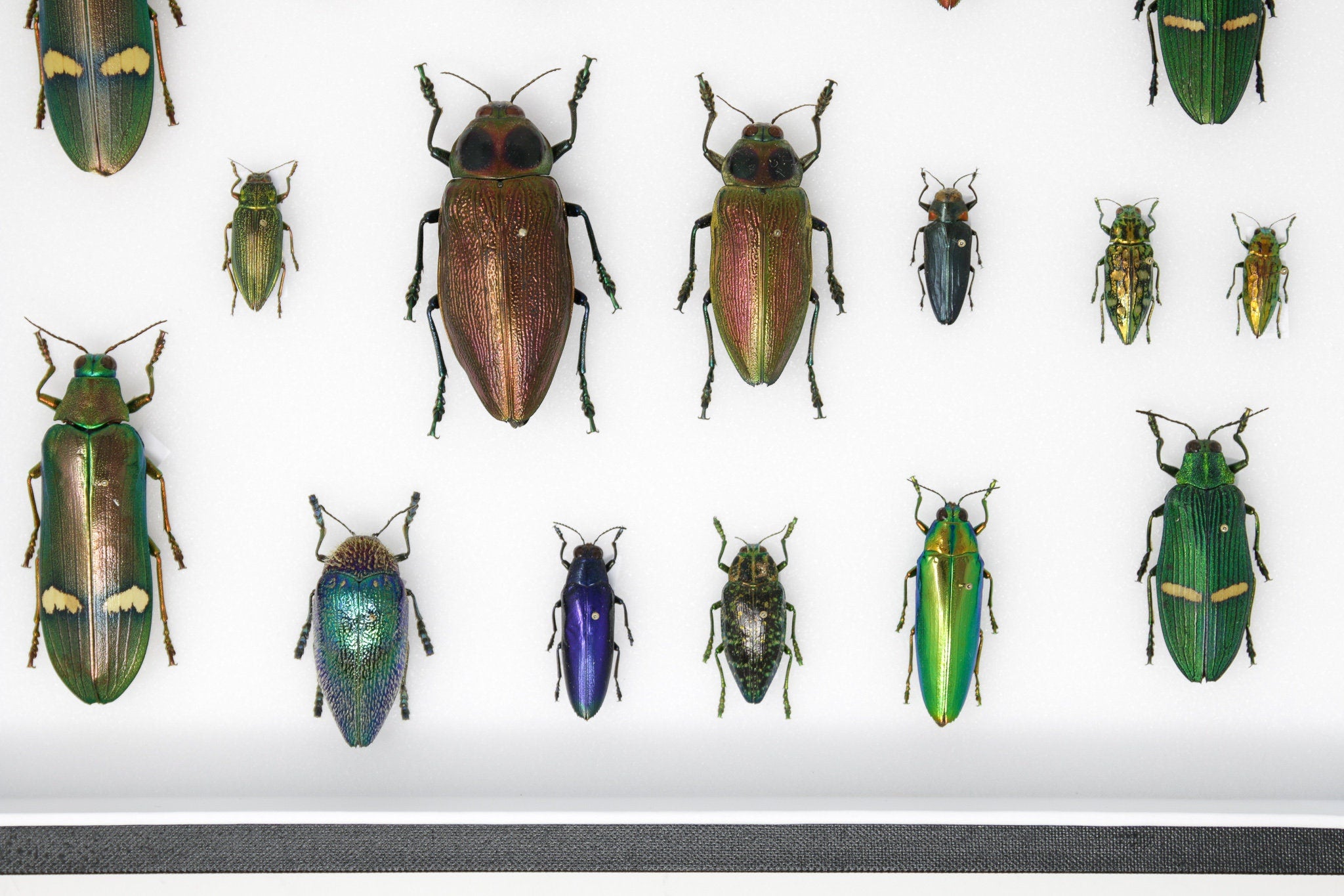 Very Fine Quality Pinned Insect Collection with Scientific Data | A1 M ...