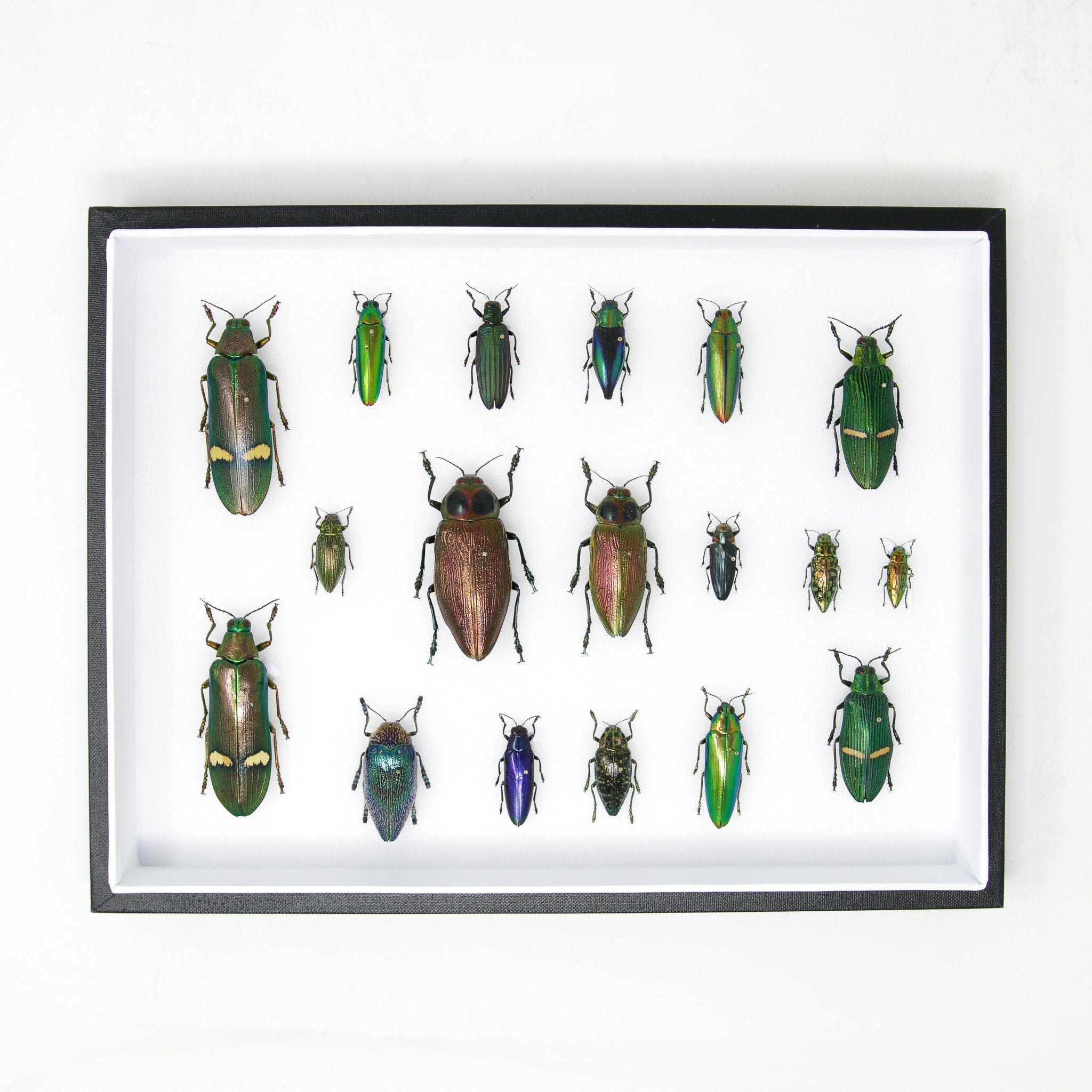 Very Fine Quality Pinned Insect Collection with Scientific Data | A1 M ...