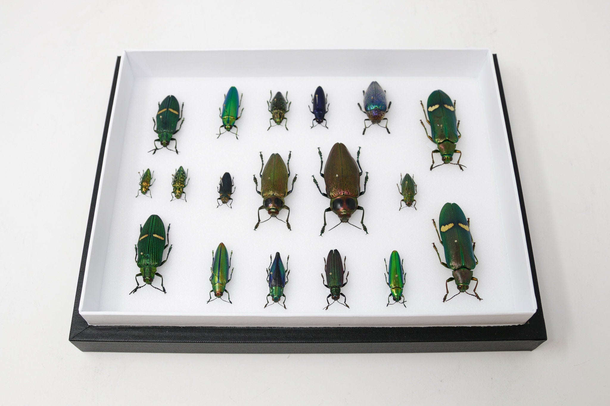 Very Fine Quality Pinned Insect Collection with Scientific Data | A1 M ...
