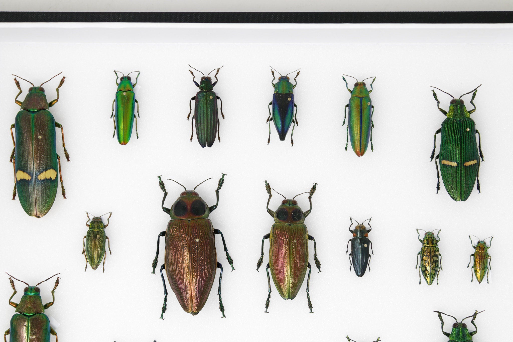 Very Fine Quality Pinned Insect Collection with Scientific Data | A1 M ...
