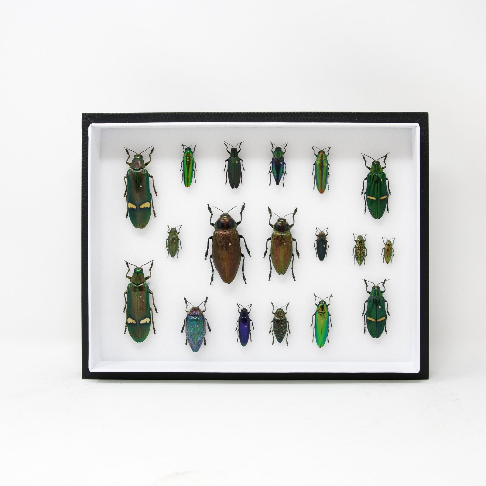 Very Fine Quality Pinned Insect Collection with Scientific Data | A1 Mounted Beetle Specimens in a Museum Entomology Box Frame | 12x9x2 inch