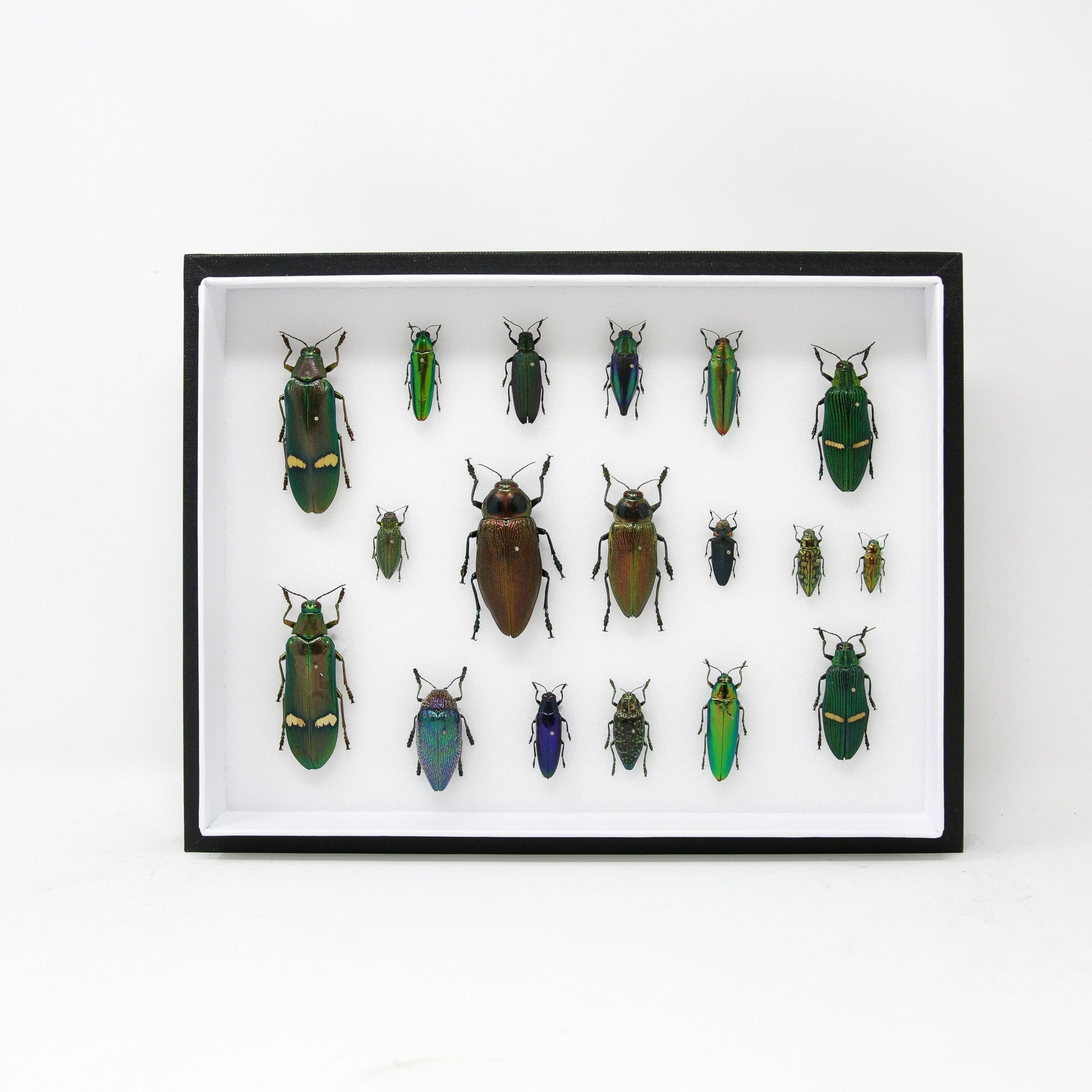 Insect Collectos Very Fine Quality Pinned Insect Collection with Scientific Data | A1 M ...