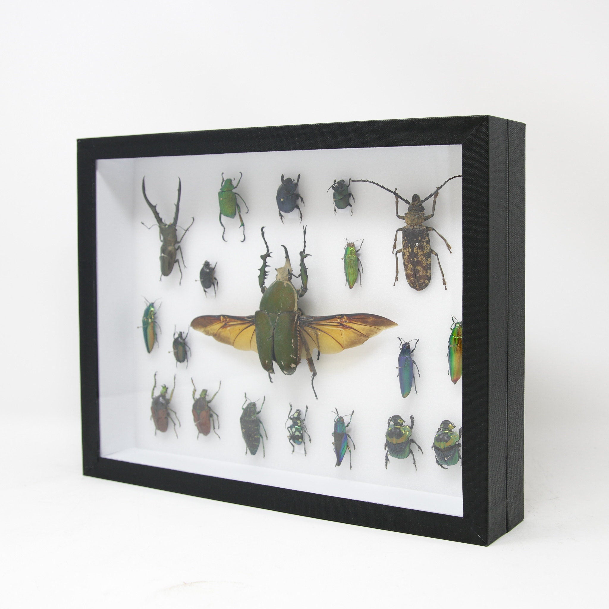 Very Fine Quality Pinned Insect Collection with Scientific Data | A1 M ...