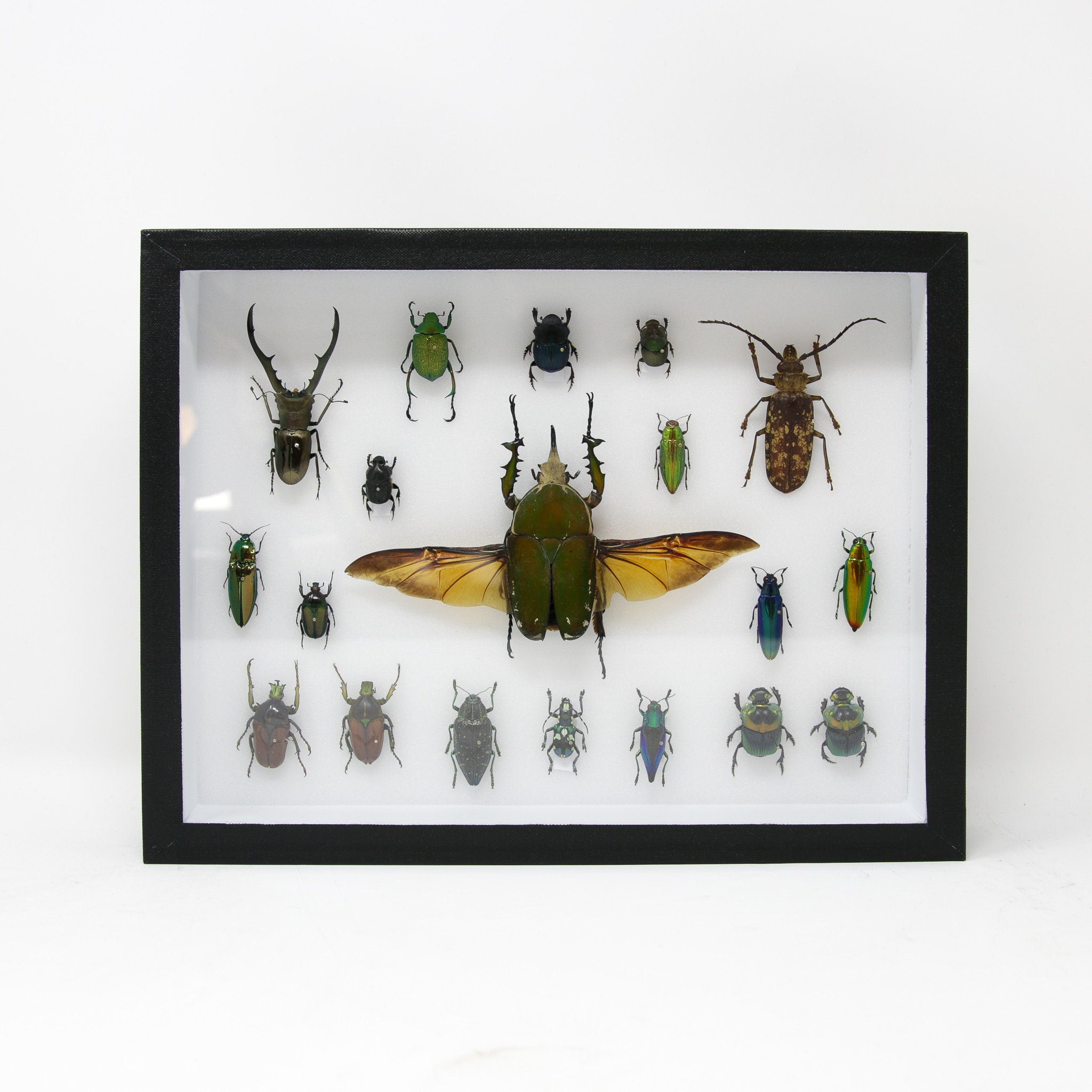 Very Fine Quality Pinned Insect Collection with Scientific Data | A1 M ...
