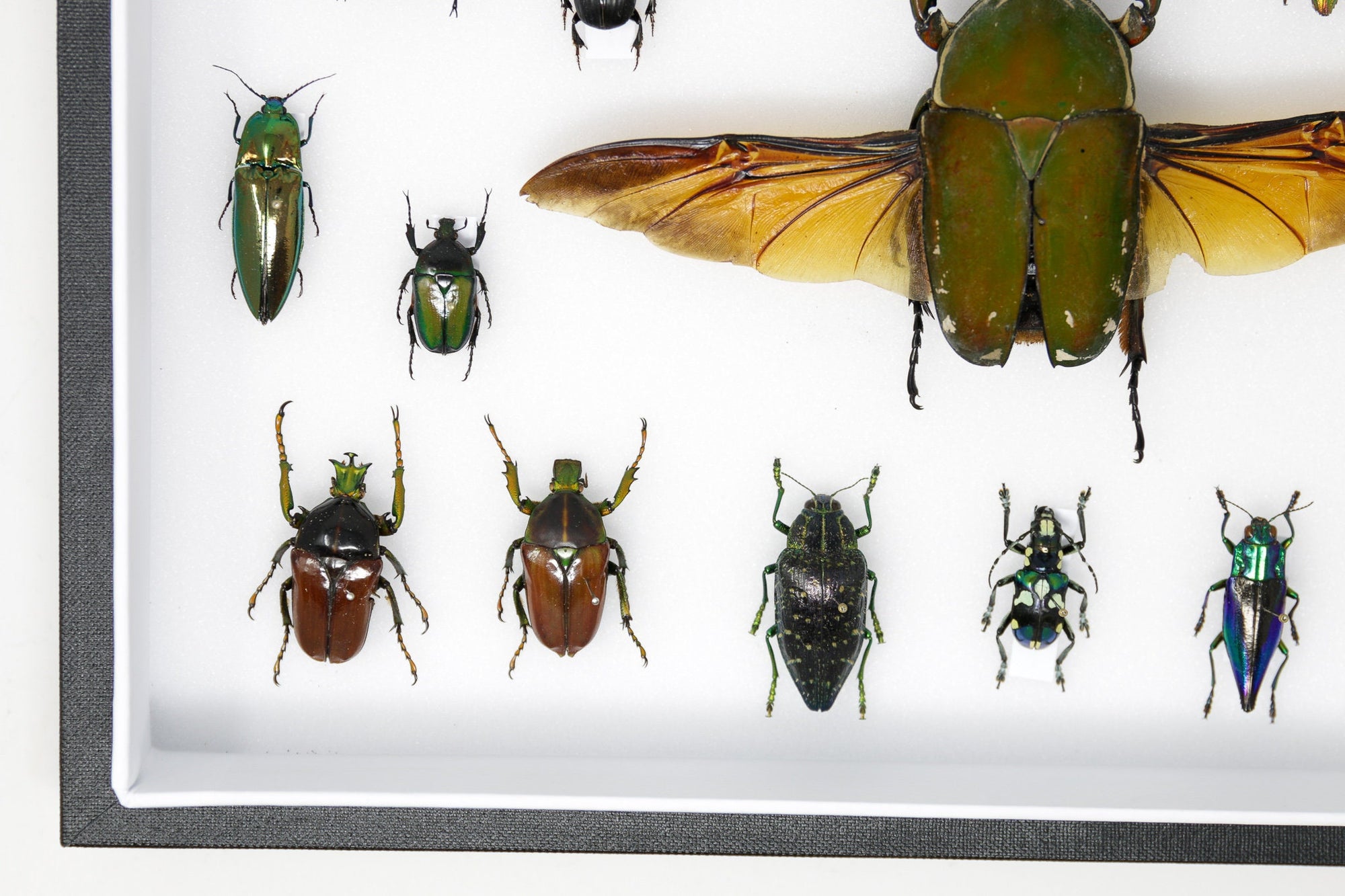 Very Fine Quality Pinned Insect Collection with Scientific Data | A1 M ...