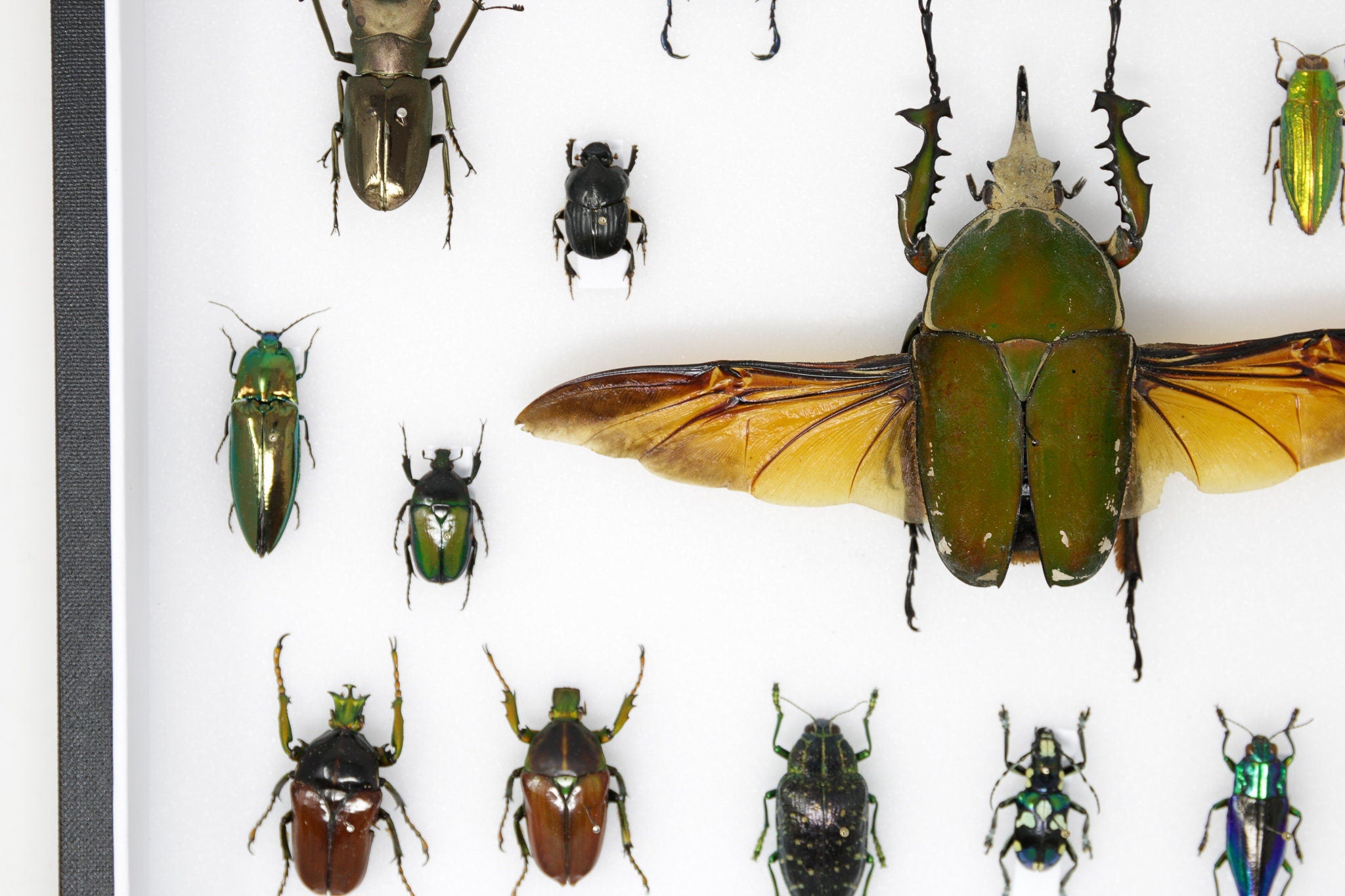 Large Insect Collection Very Fine Quality Pinned Insect Collection with Scientific Data | A1 M ...