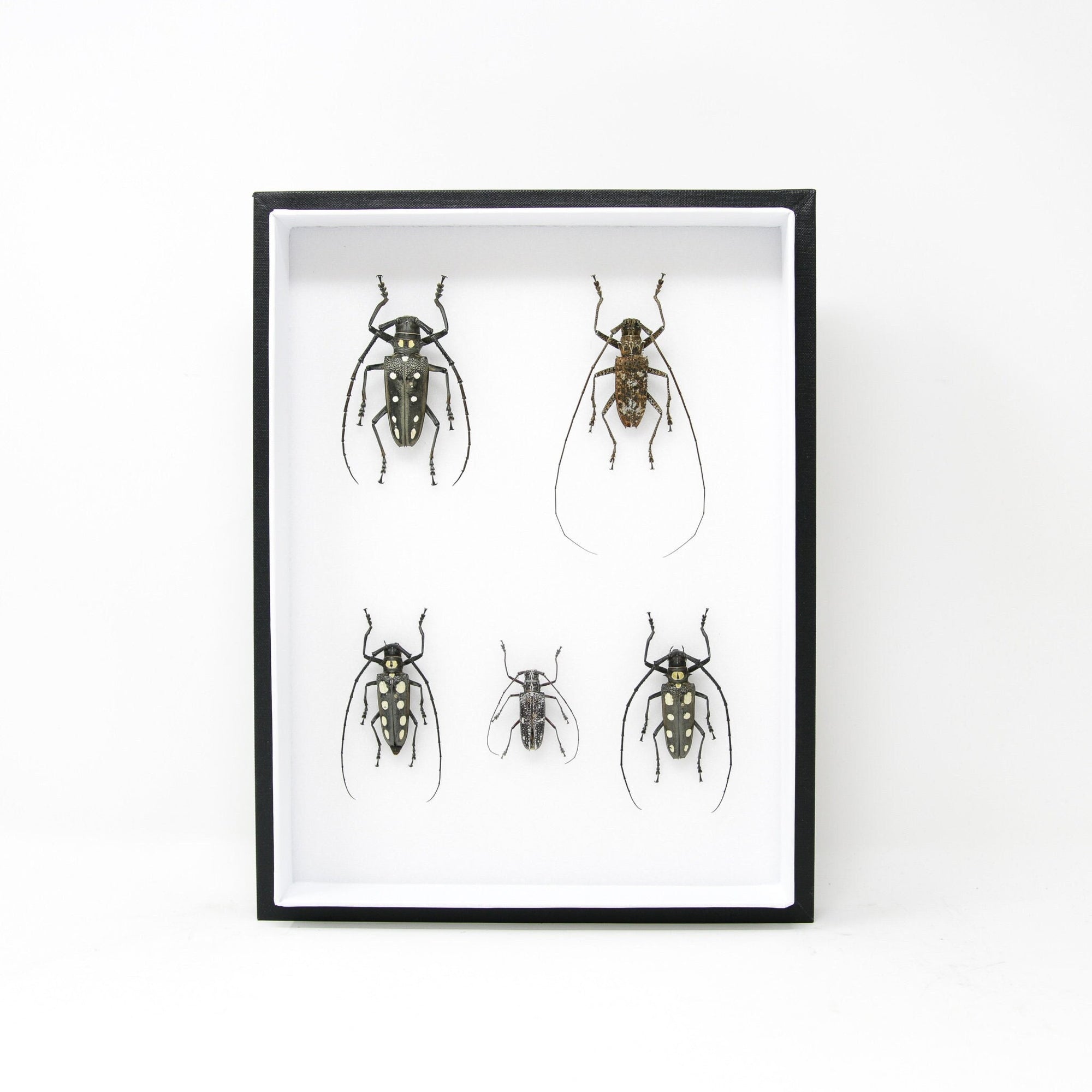 5 Long-Horn Beetles Pinned Insect Collection with Scientific Data | Mounted Beetle Specimens in a Museum Entomology Box Frame | 12x9x2 inch