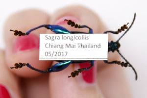 6 Sagra longicollis, A1 Real Beetle Set Specimen, Entomology Taxidermy #OC13