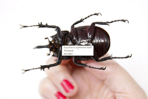 Eupatorus siamensis loeil 64.2mm, A1 Real Beetle Set Specimen, Entomology Taxidermy #OC14