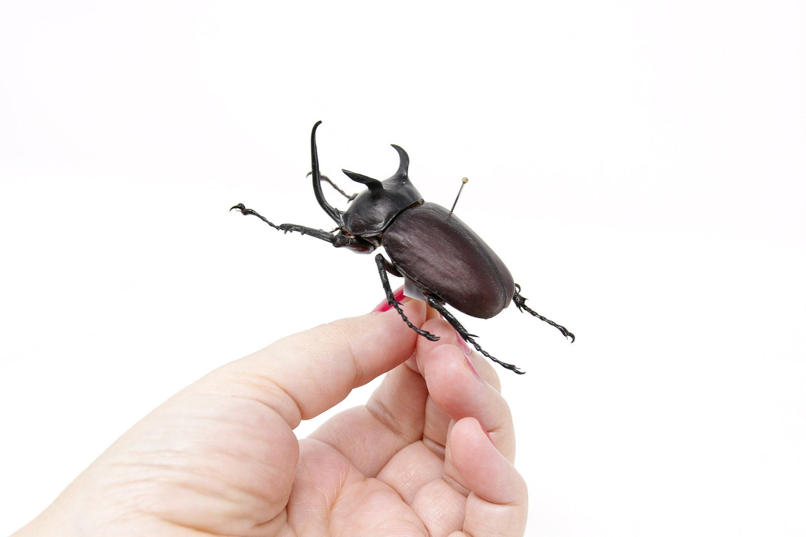 Eupatorus siamensis loeil 64.2mm, A1 Real Beetle Set Specimen, Entomology Taxidermy #OC14