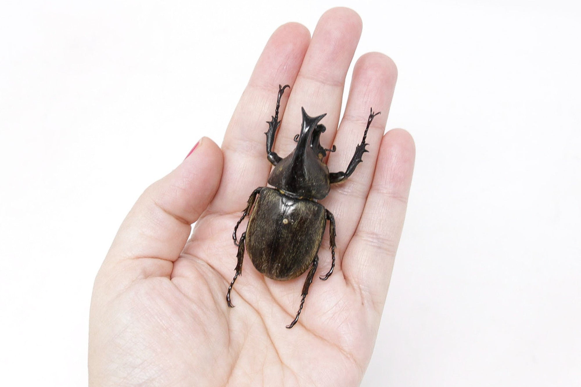 Eupatorus siamensis loeil 54mm, A1 Real Beetle Set Specimen, Entomology Taxidermy #OC15