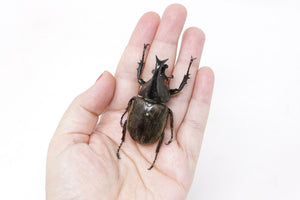 Eupatorus siamensis loeil 54mm, A1 Real Beetle Set Specimen, Entomology Taxidermy #OC15