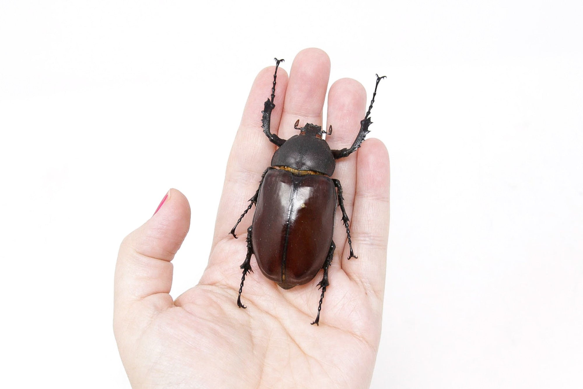 Euchirus longimanus 63.3mm, A1 Real Beetle Set Specimen, Entomology Taxidermy #OC17